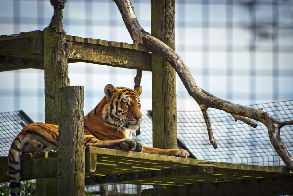 Zoos & Tiergärten im Salzburger Land & in Salzburg