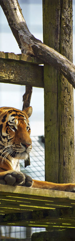 Zoos & Tiergärten im Salzburger Land & in Salzburg