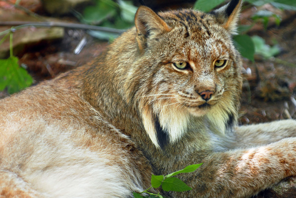 Zoos & Tiergärten im Salzburger Land & in Salzburg