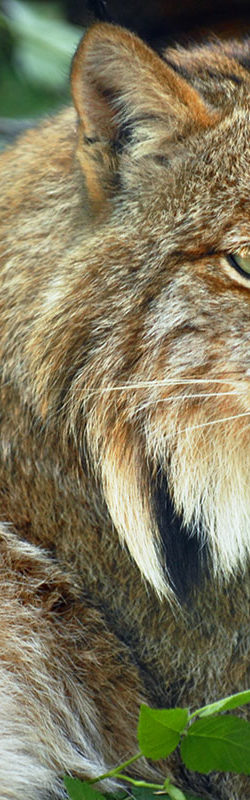 Zoos & Tiergärten im Salzburger Land & in Salzburg